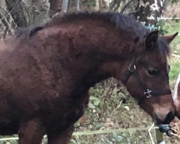 broodmare Gutemine (German Riding Pony, 2021, from Gluckspilz Wf)