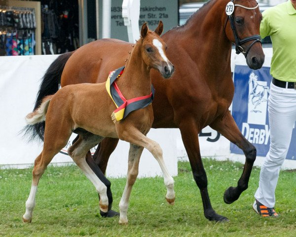 Deckhengst Next Generation 6 (Deutsches Reitpony, 2015, von Fs Numero Uno)