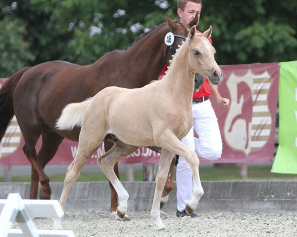 horse A la Vida (German Riding Pony, 2015, from A new Star)
