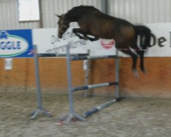 broodmare Chica del dia S (Hanoverian, 2012, from Contendro I)