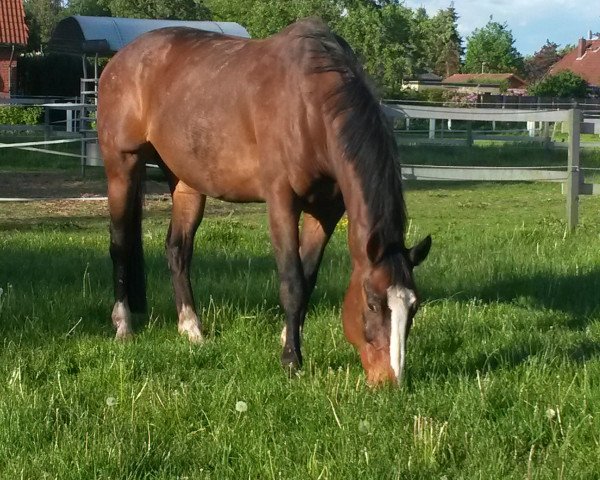 horse Ransom (Irish Sport Horse, 1996, from Cruising)