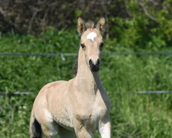 horse Georgino (German Riding Pony, 2021, from Genesis BL)