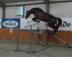 broodmare Campessina S (Hanoverian, 2010, from Contendro I)
