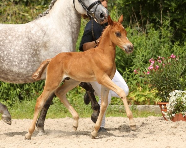 horse Check In GS (German Riding Pony, 2015, from Chianti Classico)