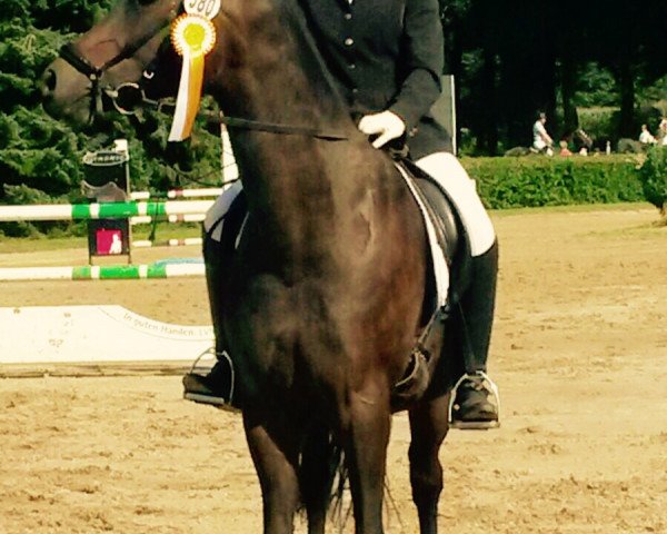 dressage horse Der feine Coletto (German Riding Pony, 2004, from Der feine Lord AT)