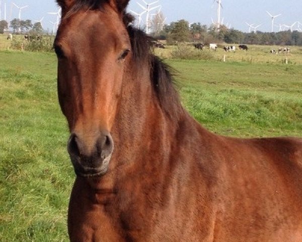 broodmare La-Passion (Hanoverian, 2002, from Landsieger I)