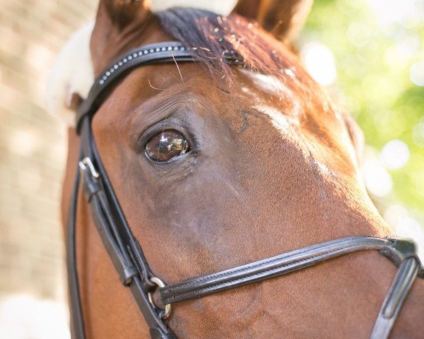 jumper Zidane (KWPN (Royal Dutch Sporthorse), 2004, from Riverman)