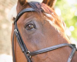 jumper Zidane (KWPN (Royal Dutch Sporthorse), 2004, from Riverman)
