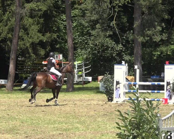 Reitturnier Sulgen 2020