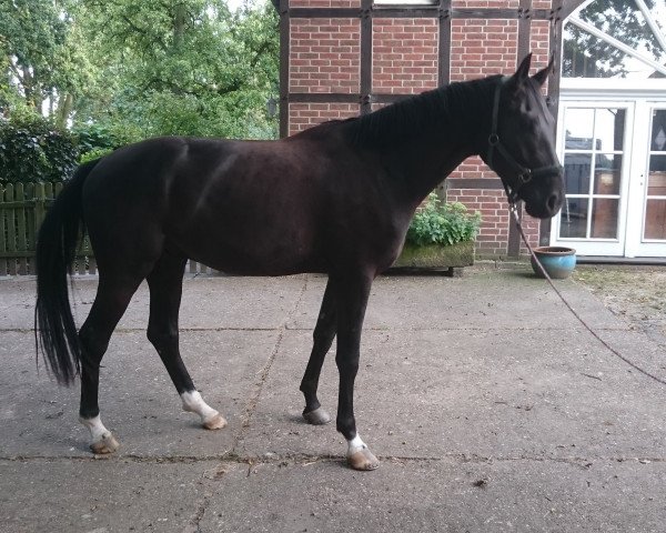 horse Siegfried (Westphalian, 2012, from Surprice)