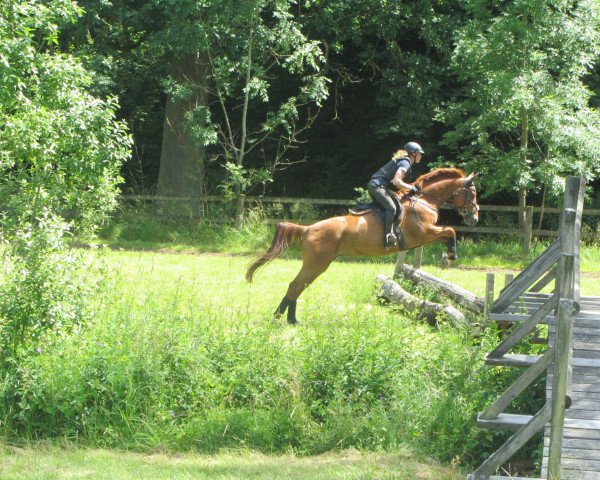 horse Wakanda 7 (Hanoverian, 2010, from Weko)