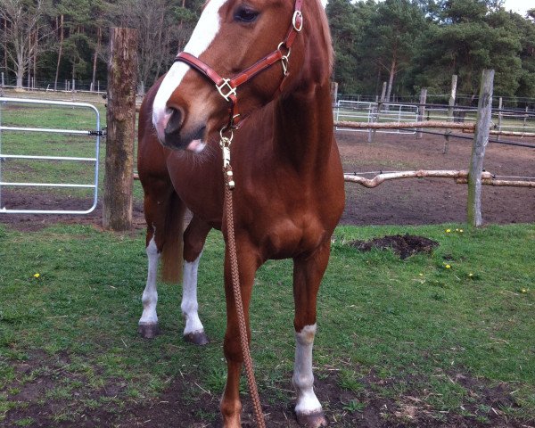 horse Monti S (Hanoverian, 2009, from Monte Bellini) horse Monti S (Hanoverian, 2009, from Monte Bellini)