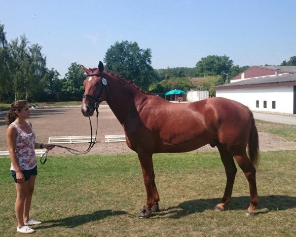 horse Bardolino (Hanoverian, 2011, from Beluga)