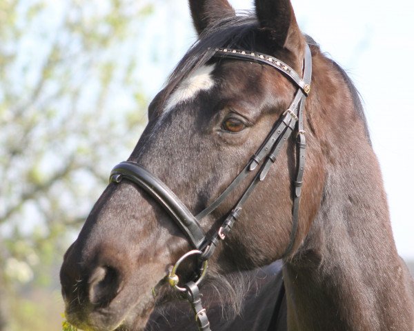 horse Romeo 390 (Brandenburg, 1997, from Restorador)
