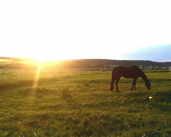 horse Holivia (Oldenburg, 2010, from Heart and Soul)