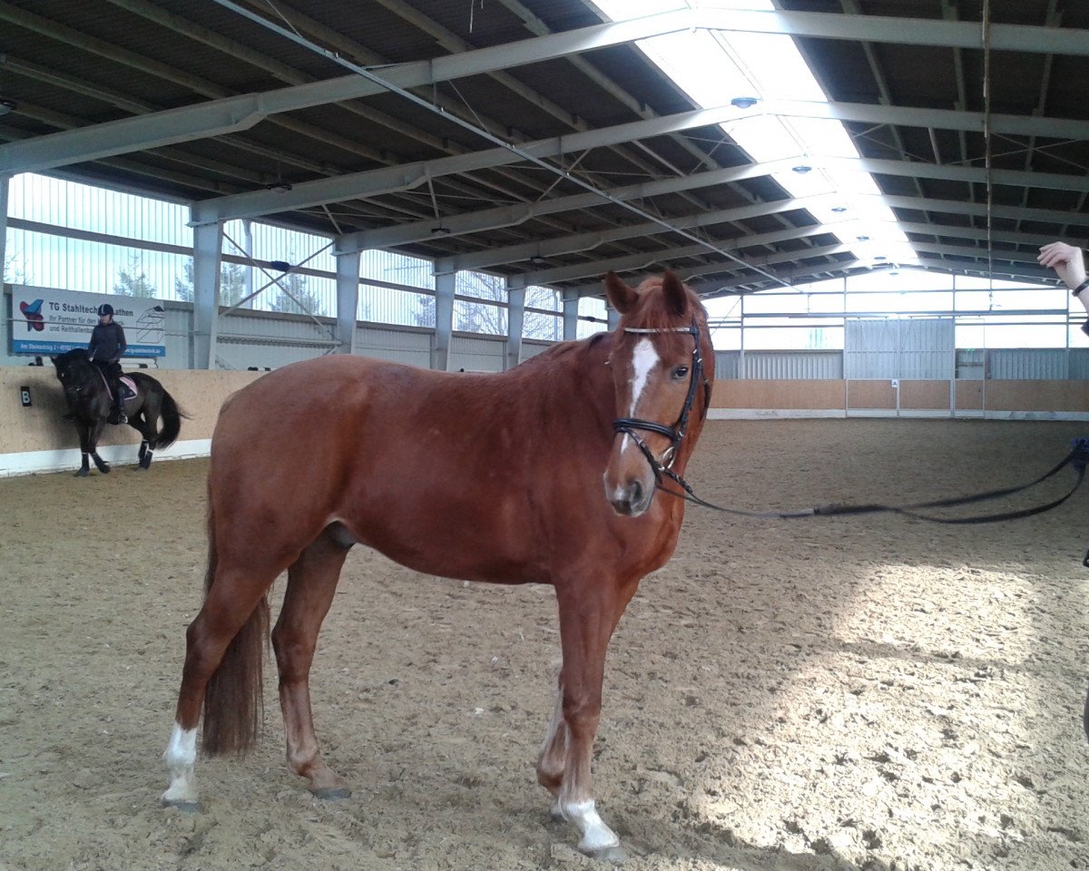 horse Florio S (Oldenburg, 2006, from Florestan I)