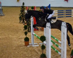 jumper Anthony 93 (Hessian Warmblood, 2004, from Adlantus As FRH)