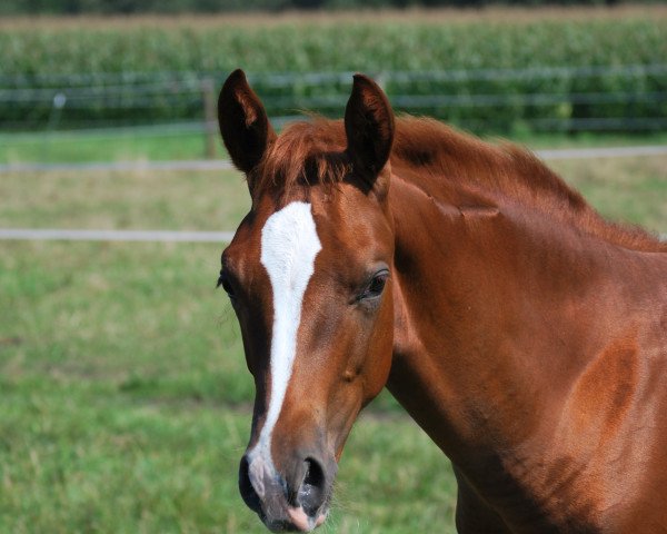 dressage horse Farino 122 (Westphalian, 2015, from Fürst Piccolo) dressage horse Farino 122 (Westphalian, 2015, from Fürst Piccolo)