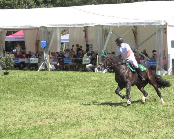 Reitturnier Sulgen 2020