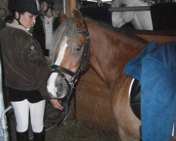 jumper Gino (Welsh-Pony (Section B), 2003, from Seaholm Gigolo) jumper Gino (Welsh-Pony (Section B), 2003, from Seaholm Gigolo)