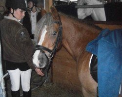 Springpferd Gino (Welsh Pony (Sek.B), 2003, von Seaholm Gigolo)