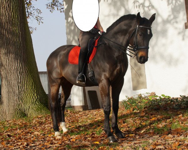 dressage horse Ballantines 19 (Hanoverian, 2004, from Buddenbrock)