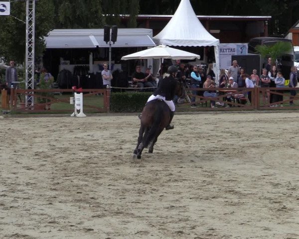 Equus Colonius - Reitanlage Brüse Köln 2021