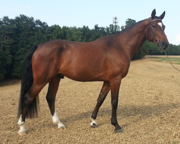 dressage horse Cardo Courage (Bavarian, 2009, from Carlando I)