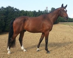 dressage horse Cardo Courage (Bavarian, 2009, from Carlando I)