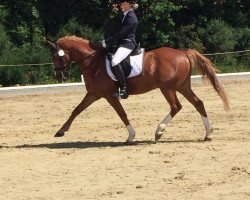 Dressurpferd Doctore 3 (Deutsches Reitpony, 2006, von HB Daylight)