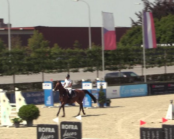 Gold +Cyclus Jonge Paarden in Lier (BEL) 2020