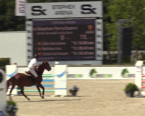 Gold +Cyclus Jonge Paarden in Lier (BEL) 2020