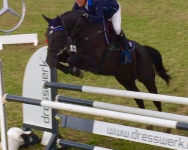 jumper Sarina 270 (Hanoverian, 2009, from Stakkato)