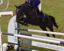 jumper Sarina 270 (Hanoverian, 2009, from Stakkato)