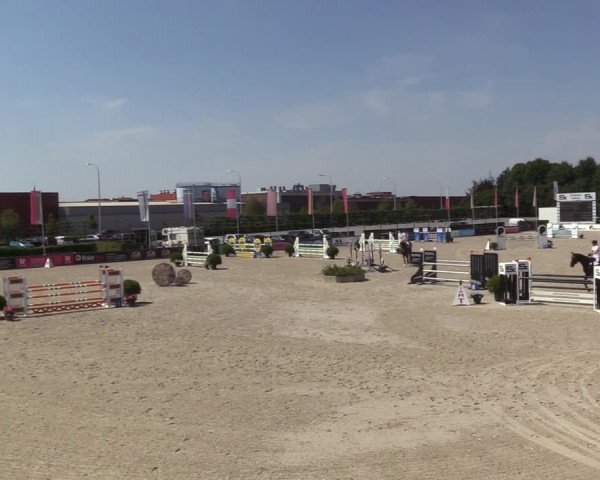 Gold +Cyclus Jonge Paarden in Lier (BEL) 2020