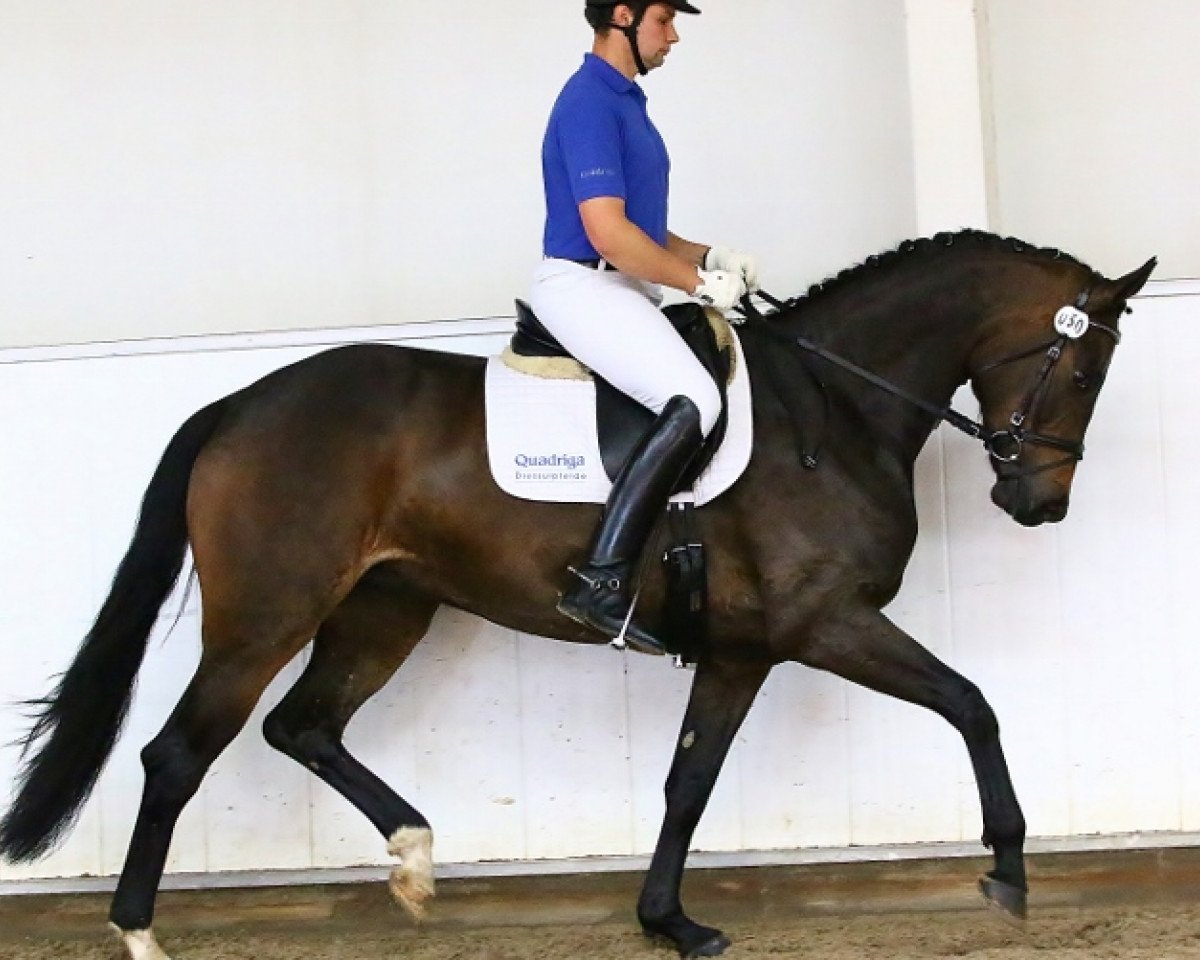 broodmare Fürstin Doro (Oldenburg, 2010, from Fürst Romancier)