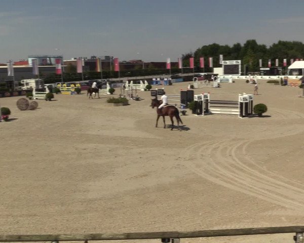 Gold +Cyclus Jonge Paarden in Lier (BEL) 2020