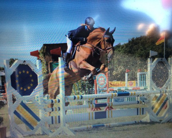 jumper Stand by Me 3 (Hanoverian, 2008, from Stakkato)