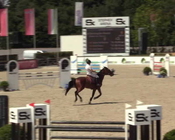 Gold +Cyclus Jonge Paarden in Lier (BEL) 2020