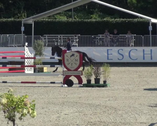 FEI Reitturnier Eschweiler (GER) 2020