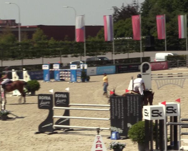 Gold +Cyclus Jonge Paarden in Lier (BEL) 2020