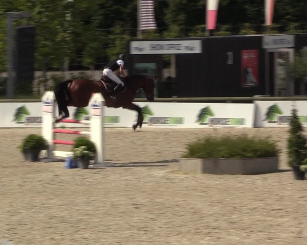 Gold +Cyclus Jonge Paarden in Lier (BEL) 2020