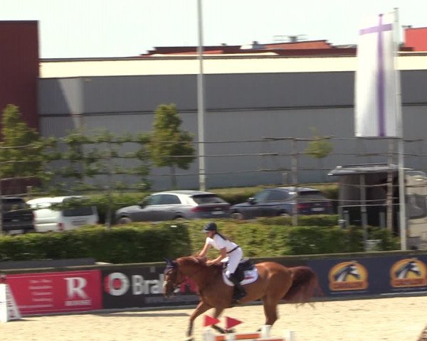 Gold +Cyclus Jonge Paarden in Lier (BEL) 2020