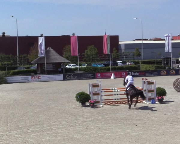 Gold +Cyclus Jonge Paarden in Lier (BEL) 2020