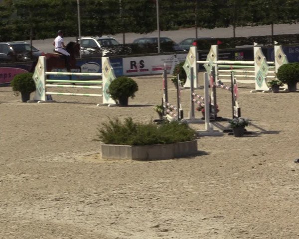 Gold +Cyclus Jonge Paarden in Lier (BEL) 2020