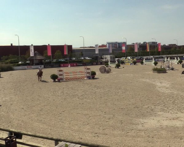 Gold +Cyclus Jonge Paarden in Lier (BEL) 2020