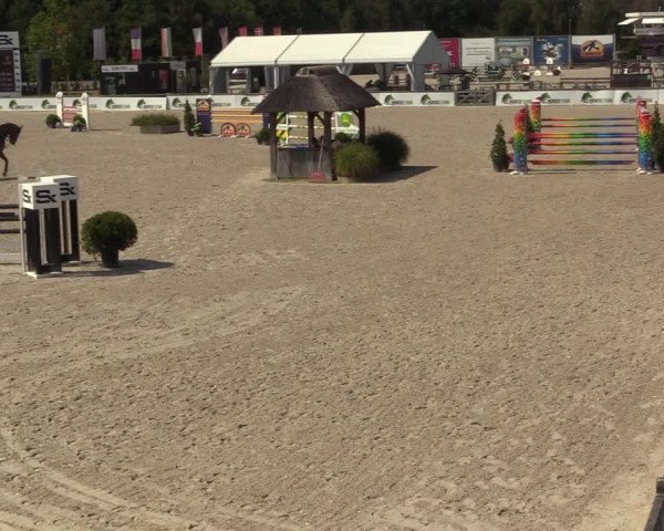 Gold +Cyclus Jonge Paarden in Lier (BEL) 2020