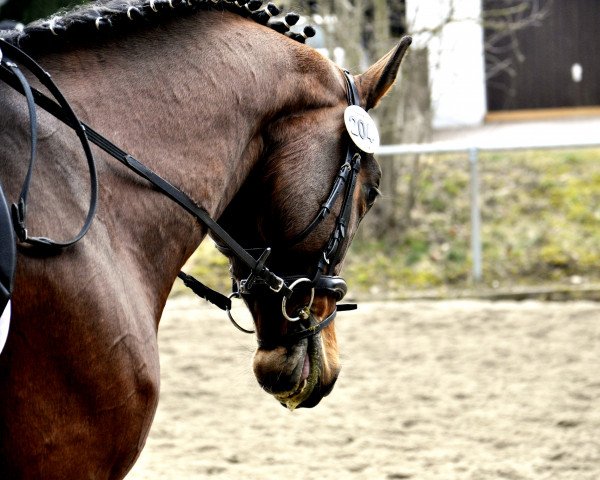 horse Princesse 12 (Bavarian, 2006, from Chico's Boy) horse Princesse 12 (Bavarian, 2006, from Chico's Boy)