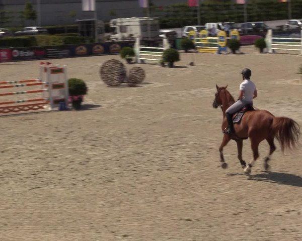 Gold +Cyclus Jonge Paarden in Lier (BEL) 2020