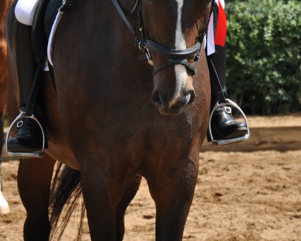 dressage horse Miss Wellness (Bavarian, 2000, from Weltenadel)